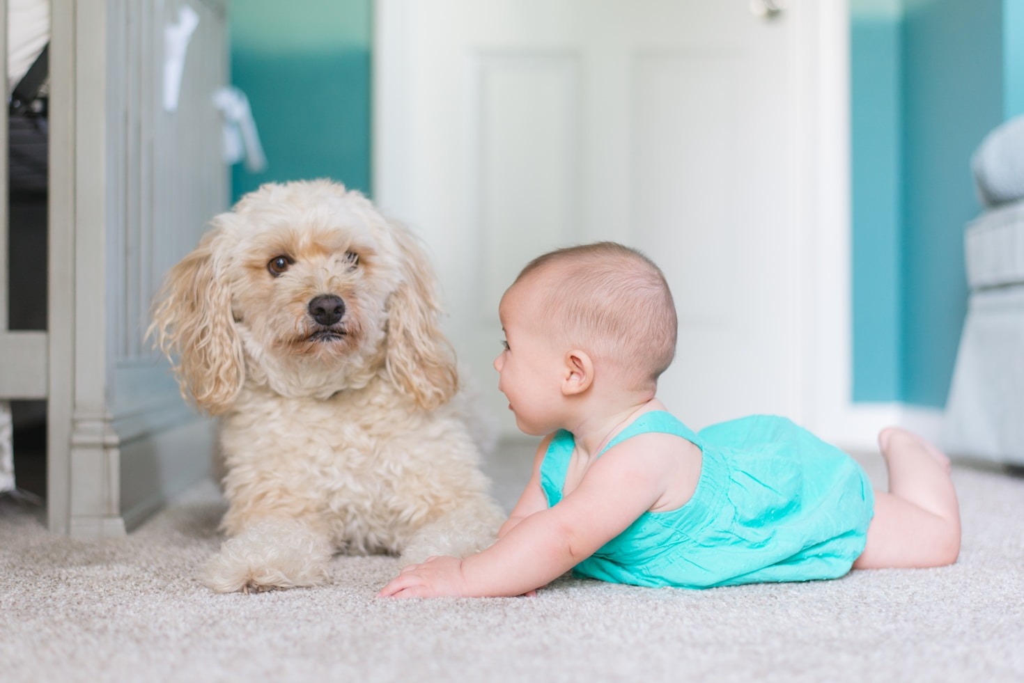 Transform Your Cleaning Routine with Eco Cln PAWS