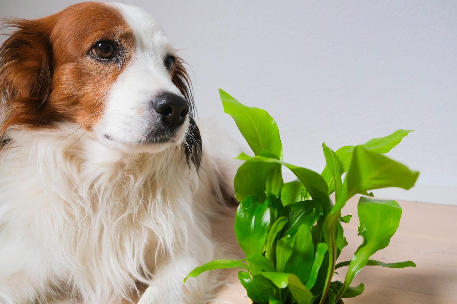 Keeping Your Home Fresh and Safe with Eco Cln