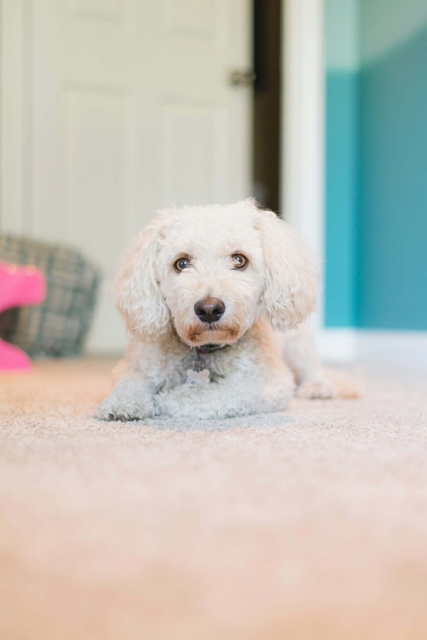 Why Biodegradable Cleaners Are Better for Your Family
