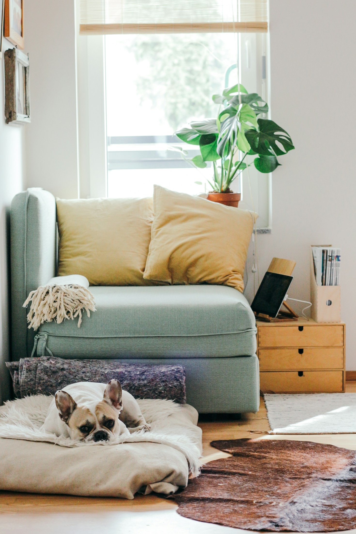 Top Tips for Using Eco Cln PAWS Efficiently
